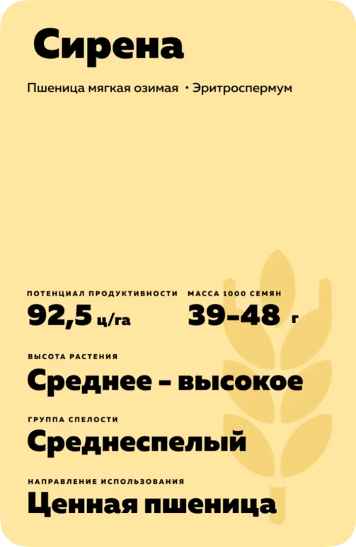 Сирена сорт мягкой озимой пшеницы