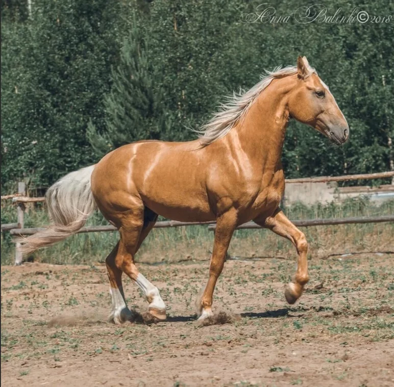 Торийская порода лошадей 