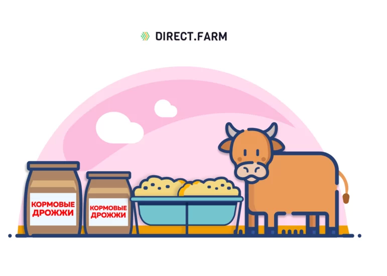 Как использовать кормовые дрожжи в кормлении коров?
