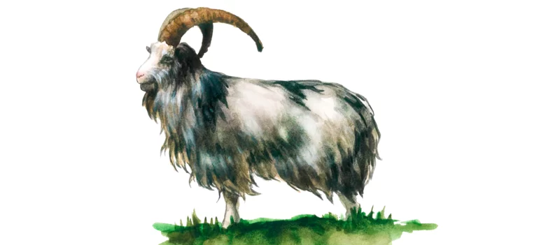 Датский ландрас - порода коз