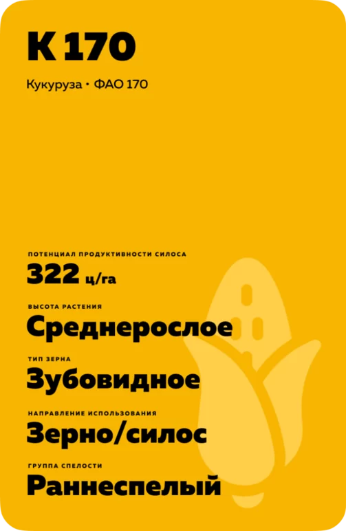 К 170 гибрид кукурузы