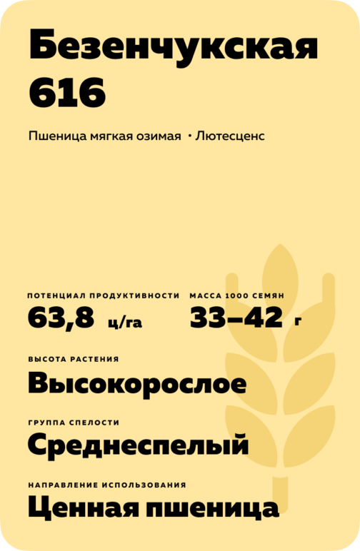Безенчукская 616 сорт мягкой озимой пшеницы