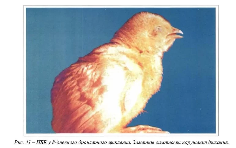 Вегад - Атлас болезней птицы. Ч. 5. Инфекционный бронхит кур (ИБК)