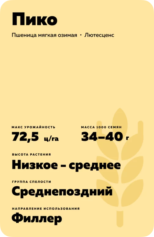 Пико сорт мягкой озимой пшеницы