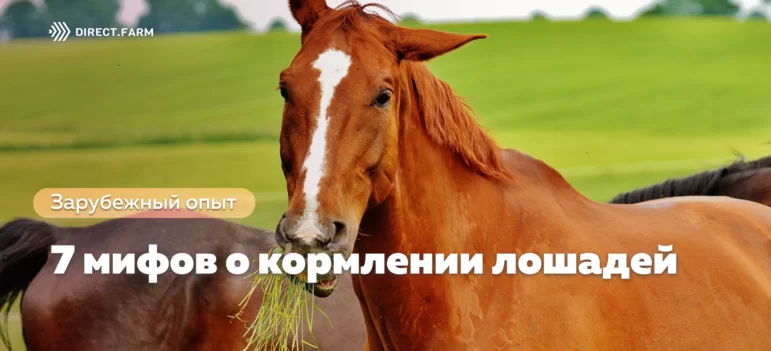 7 мифов о кормлении лошадей