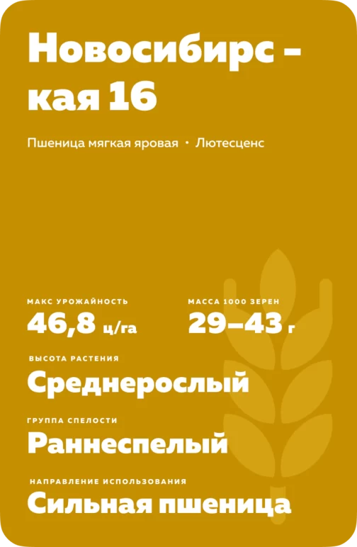 Новосибирская 16 сорт мягкой яровой пшеницы