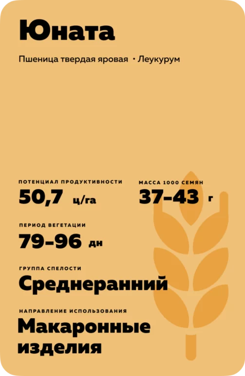 Юната пшеница твердая яровая