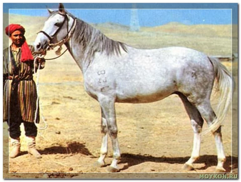Локайская порода лошадей 