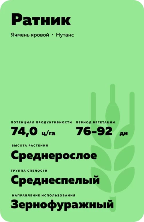 Ратник сорт ярового ячменя
