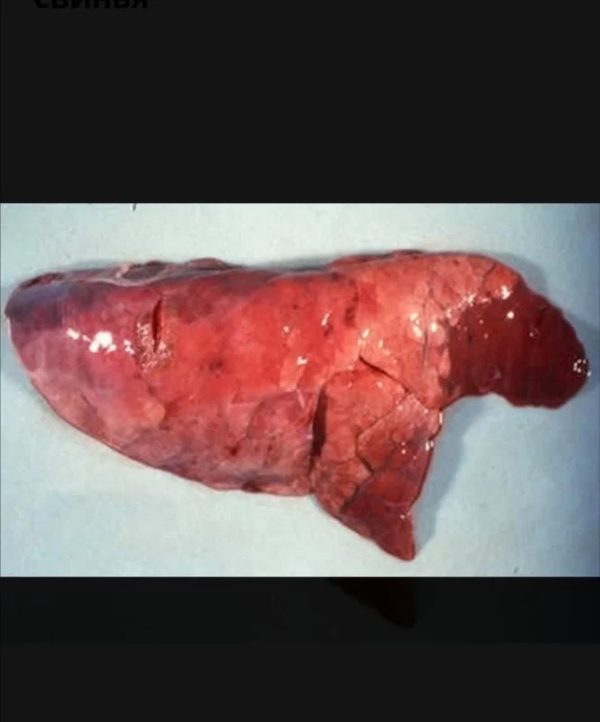 Микоплазменная (энзоотическая) пневмония свиней