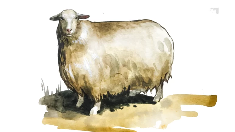 Агинская порода овец