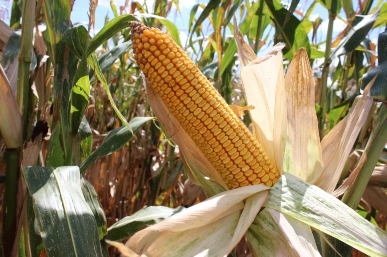 Ладожский 251 гибрид кукурузы