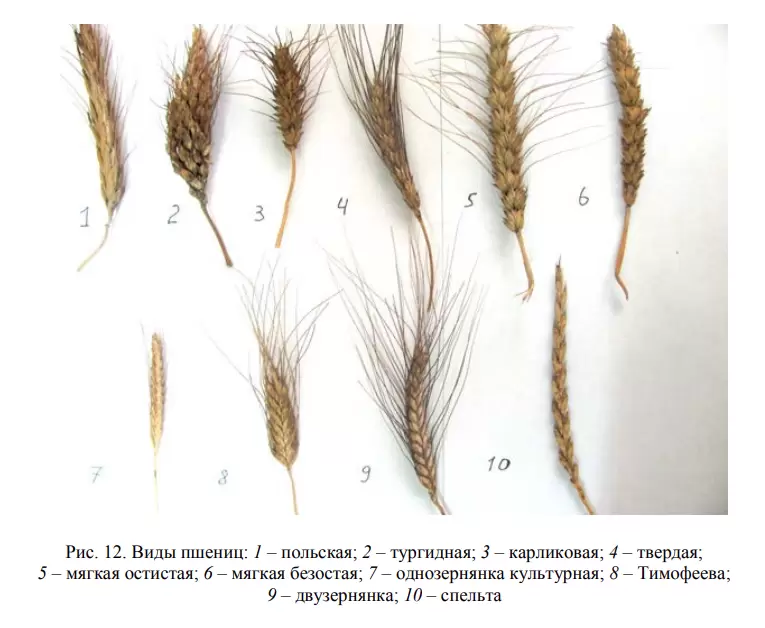 Род пшеница виды