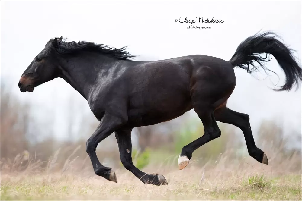 Рассмотрите фотографию черной лошади породы кабардинская. Кабардинская порода лошадей. Кабардинский скакун. Кабардинская порода лошадей с человеком. Разделенная лошадь.
