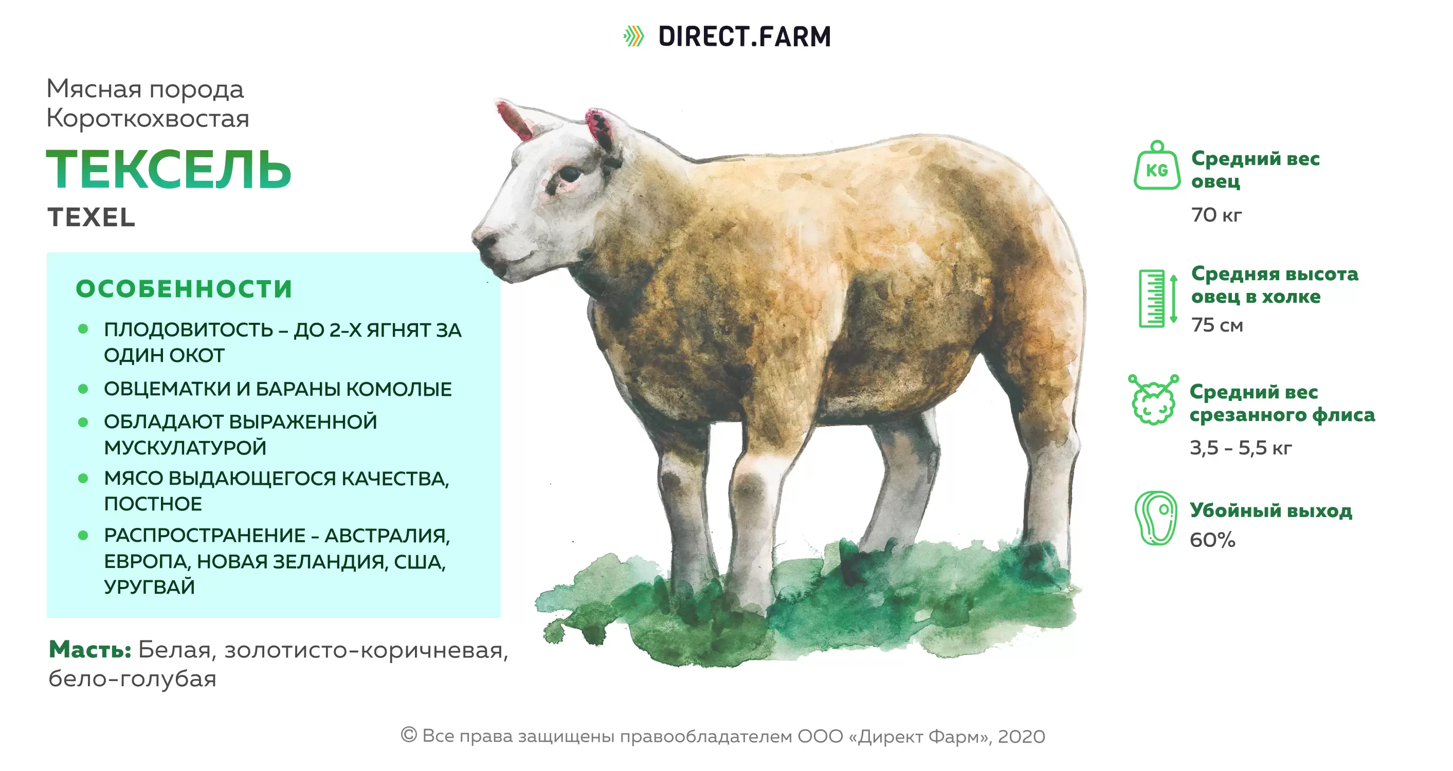 Сколько вес барана. Вес барана породы Тексель. Тексель порода овец характеристика. Тексил порода Баранов. Вес барана в 6 месяцев.