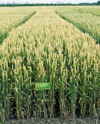 Топ 10 - лучших сортов озимой пшеницы за 2021 год