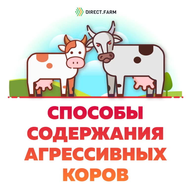Какие существуют способы содержания агрессивных коров?