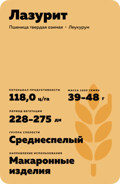 Лазурит сорт твердой озимой пшеницы