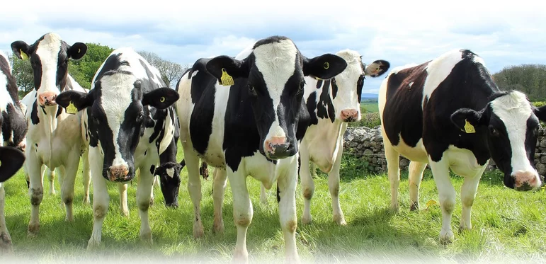 Ученые проведут исследование геномов 14 тыс. коров голштинской породы