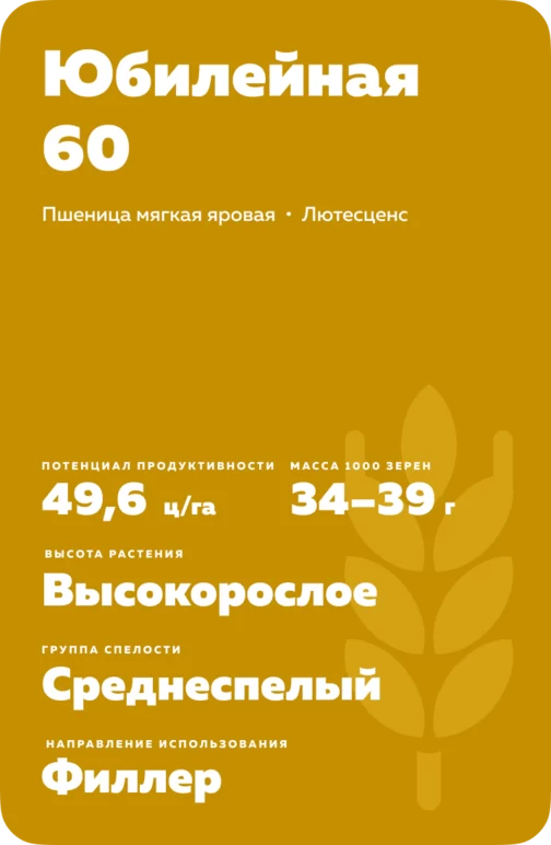 Юбилейная 60  сорт мягкой яровой пшеницы