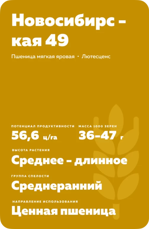 Новосибирская 49 сорт яровой пшиницы