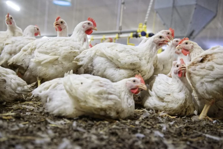 Применение органических кислот в мясном птицеводстве