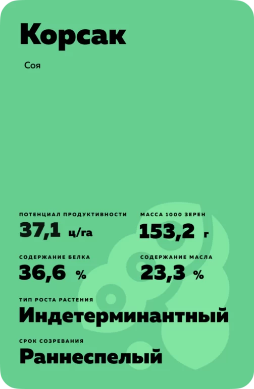 Корсак