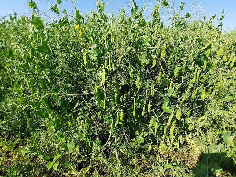 Влияние гербицидов на урожайность гороха
