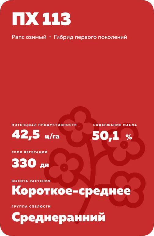 ПХ 113 (PX 113) гибрид озимого рапса