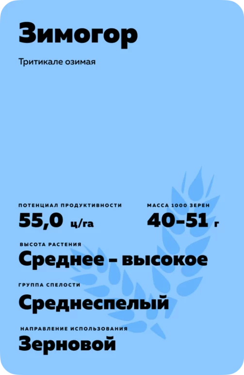 Зимогор сорт тритикале озимой
