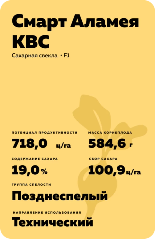 Смарт Аламея КВС - гибрид свеклы сахарной (Beta vulgaris L. ssp. vulgaris var. saccharifera Alef.).
