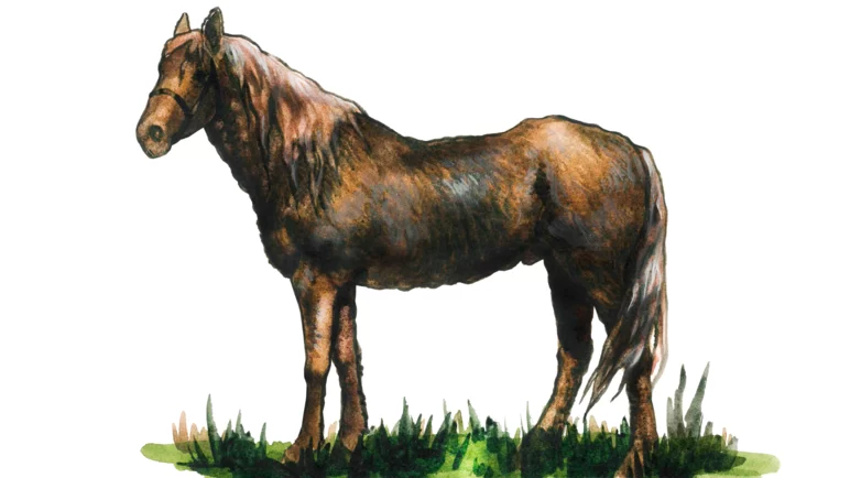 Локайская порода лошадей