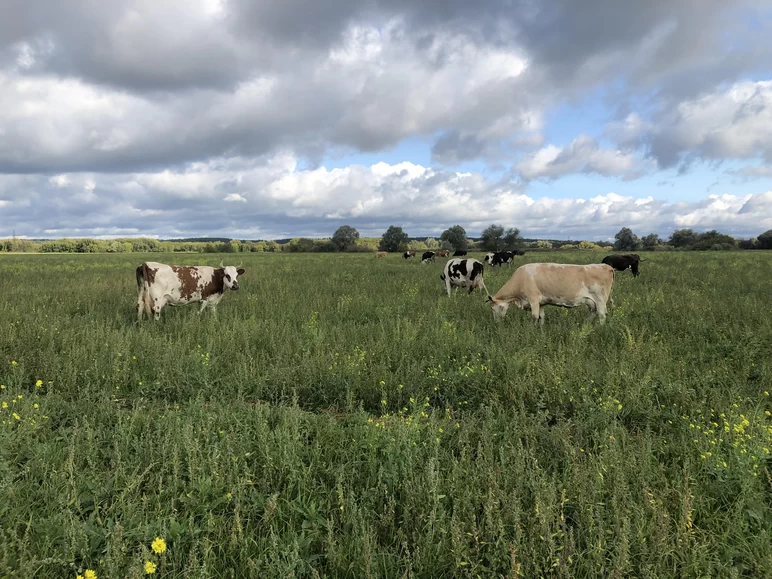 Чужие коровы на поле!