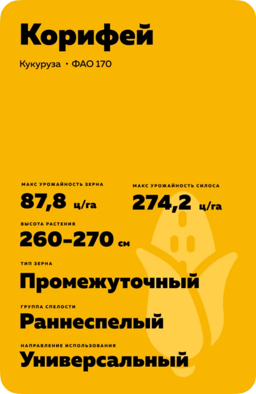 Корифей гибрид кукурузы