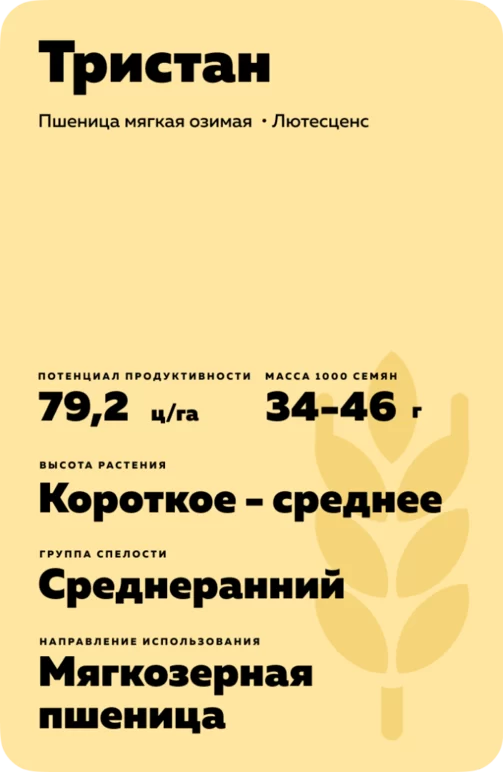Тристан