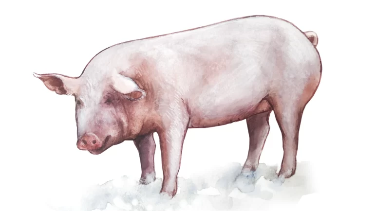 Сибирская северная порода свиней