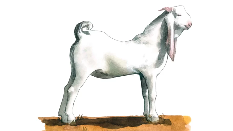 Дамасская порода коз (шами)