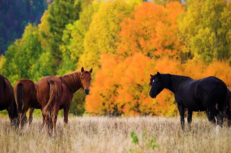 Сезонный уход за лошадьми осенью — 8 рекомендаций