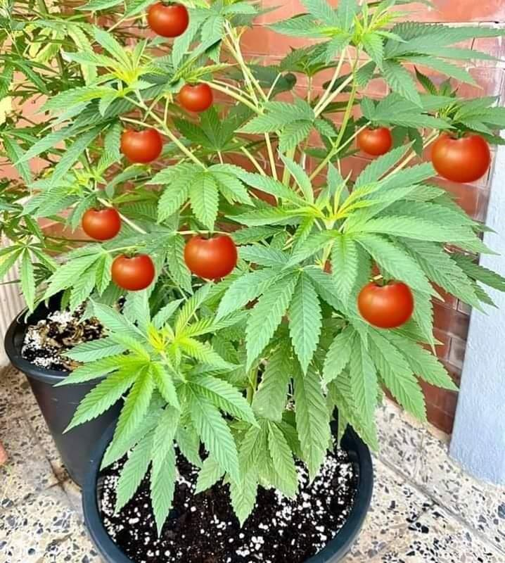 Конопля сорная (дикая, сорнополевая)