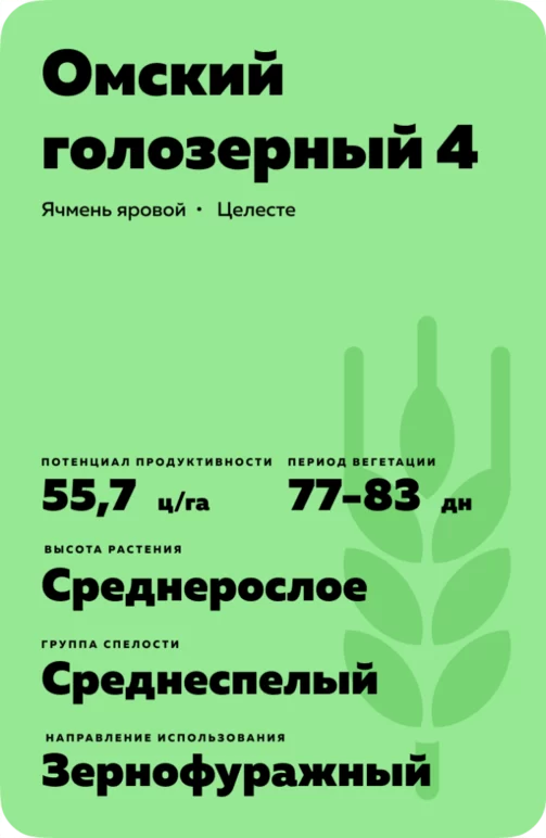 Омский голозерный 4 сорт ярового ячменя
