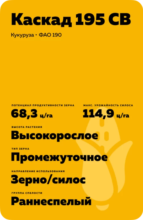 Каскад 195 СВ гибрид кукурузы