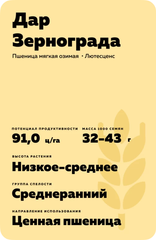 Дар Зернограда сорт мягкой озимой пшеницы