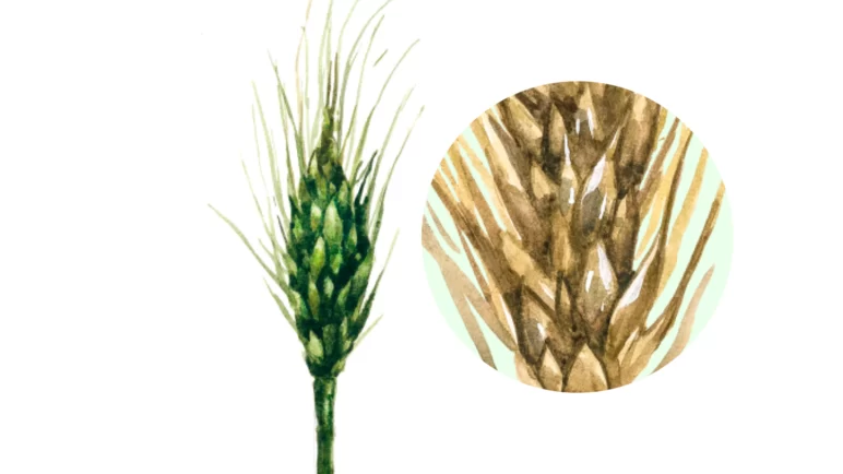 Индийская головня пшеницы