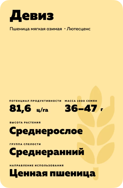 Девиз сорт мягкой озимой пшеницы