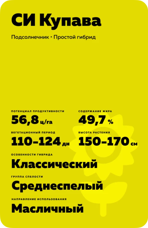 СИ Купава (SY KUPAVA) - гибрид подсолнечника (Helianthus annuus L.).