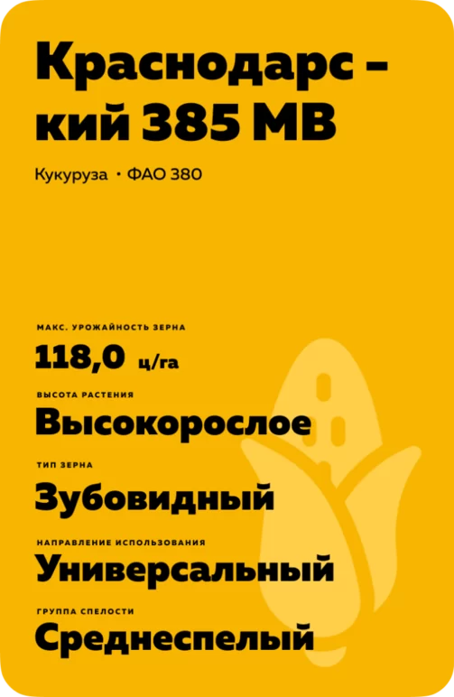 Краснодарский 385 МВ гибрид кукурузы
