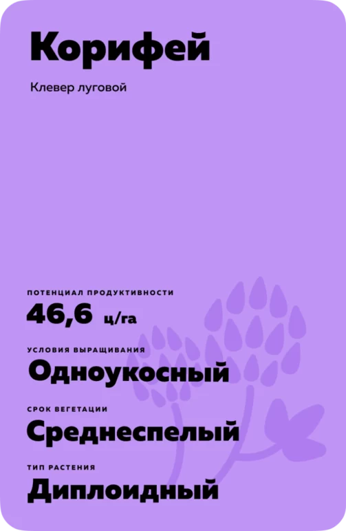 Корифей