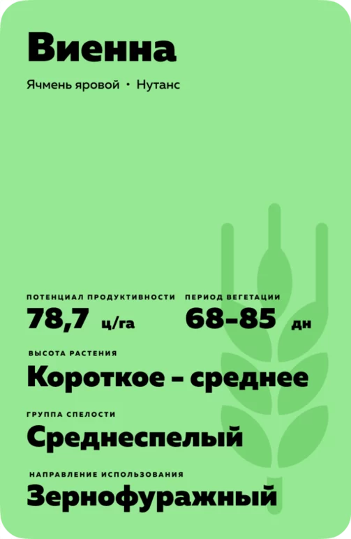 Виенна (VIENNA) сорт ярового ячменя