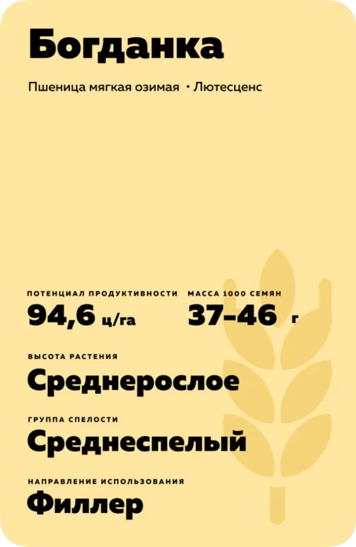 Богданка сорт мягкой озимой пшеницы