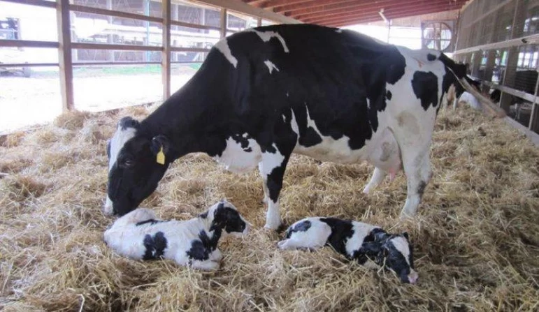 Диагностирование двойни у коров